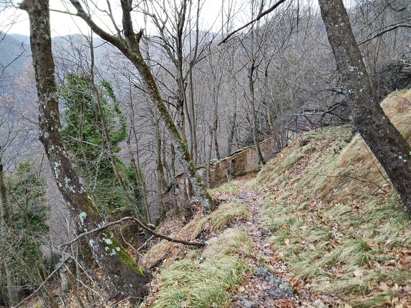 Tra gli alberi ecco spuntare Casoni di Vegni
